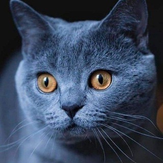 Кино, коты и книги