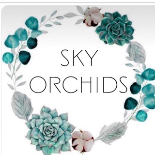 Sky Orchids (Орхідеї, підлітки, декоративні рослини )