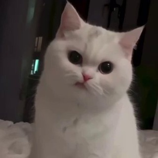 white cat