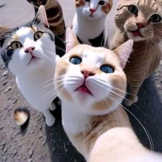 Rondom Chat Group