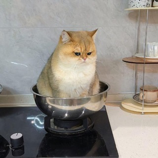 ᵀᴴᴱ➣gнατι ρατι