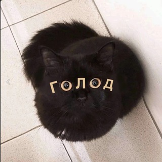 🐹MortisPW Chat🐹