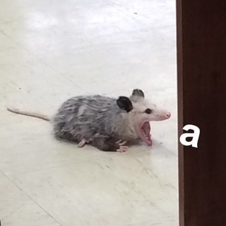 Jittery Pit