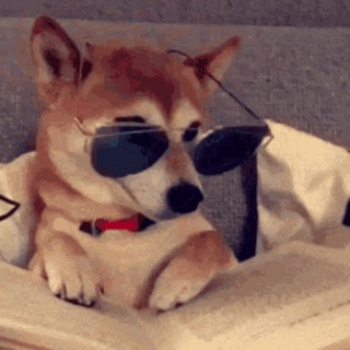 dogwithSHDZ Community
