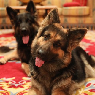 The German Shepherd Dog Community
