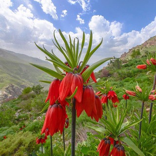 (یادی جاران)🍂