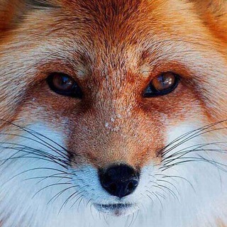 BigFox