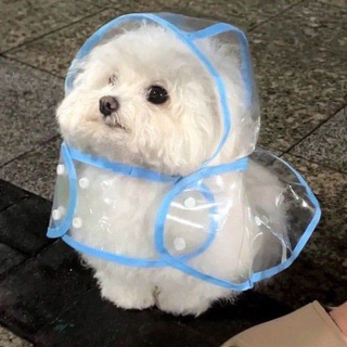 𝐋𝐞𝐳𝐢