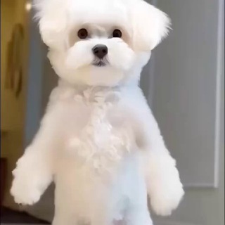Trùm Bóc Phốt