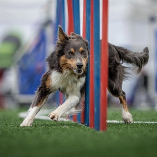 Dogs from Ukraine