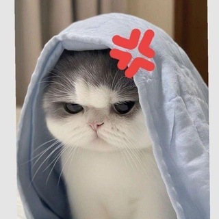 тнє ∂υмвαѕѕ ∂σσ∂ѕ ⛓»🐦‍🔥
