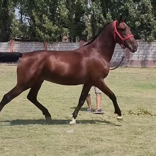 Zafarbek Habibullayev To’rt fasl MChJ