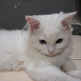 ini aya