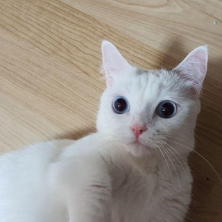 코인하는 집사방 (냥냥이)