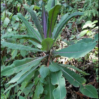 🌱መርጌታ ታደሰ የባህል መድኃኒት ቀማሚ