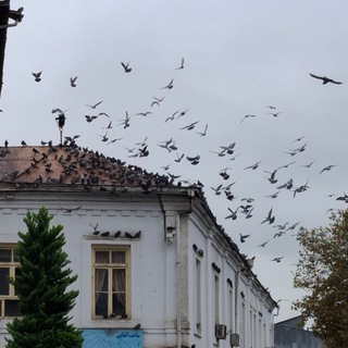 در میان