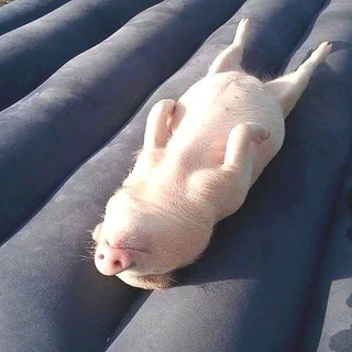 Minipig