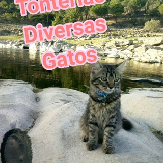 Tonterias varias gatos 😹 Cats