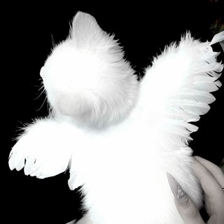 White Cat