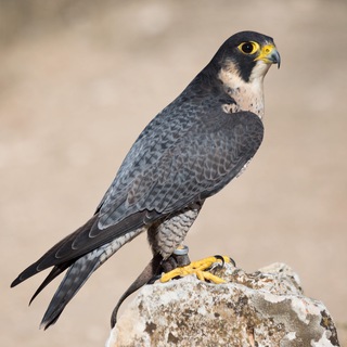 Dall'occhio del falco