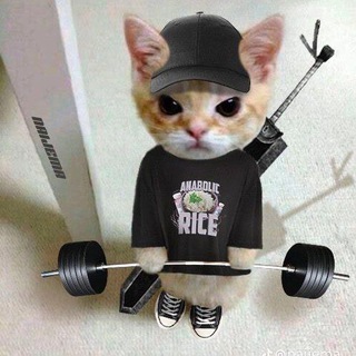Агрессивные котяры