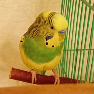 Фатум 99