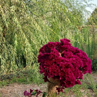 مریوان گل
