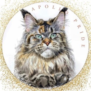 Мейн-куны от Apollo Pride. Гордость и Совершенство.