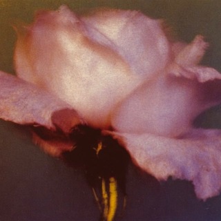 noyau deCerise