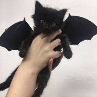 Чат общение🐾