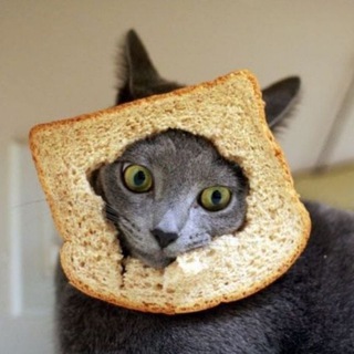Smart Cats
