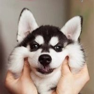 Животные во Фрязино