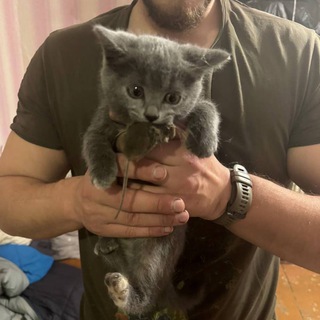 Котики и Кощьки Tactical