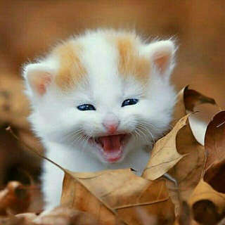 ~SöHbƏt_QuRuPu~🤫🐼