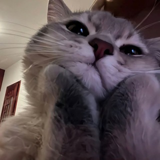yaya