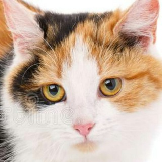 KITTYAFT