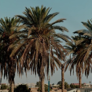 ibnshamil