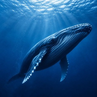 WHALE