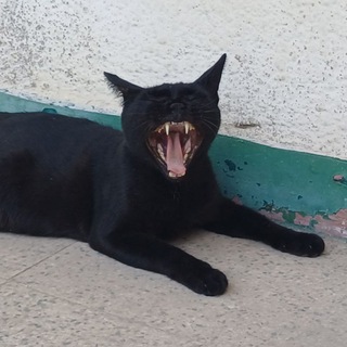 P.