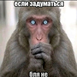Предложка | ponmonkeygifs