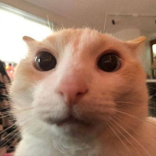 amoraq бот