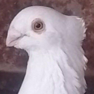 SARIQKO'Z GURIPASI TIG'DOR