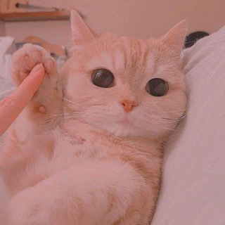 Phoo