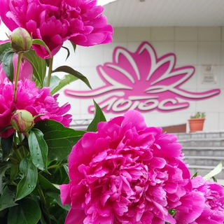 Отель Lotos