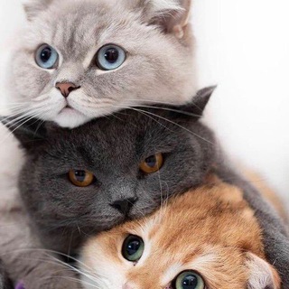 Hadya mushuklar🐱🐾