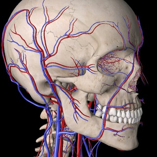 Гаяне Osteogaya