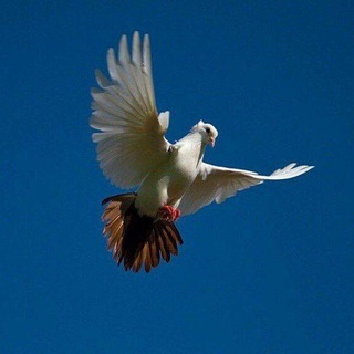 ASLDDN_UZ🦅🦅