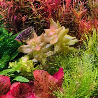 Pro Aquarium Chat