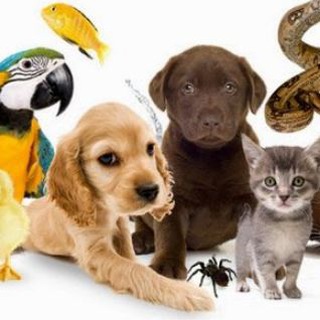 Тварини України 🇺🇦| Pets UA