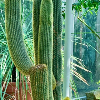 Music_Kaktus🌵🩷